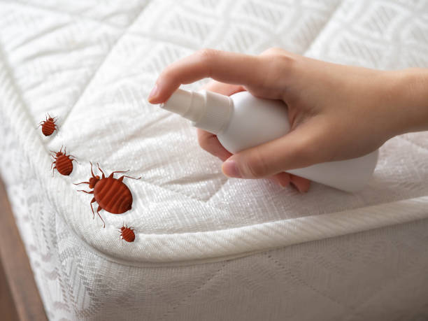 Best Termite Control Services  in Worthington, KY